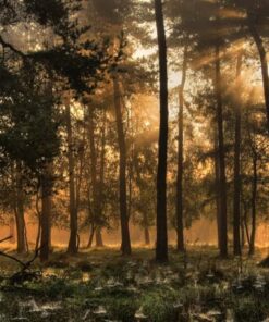 Foto behang Herfstochtend 0224 Holland